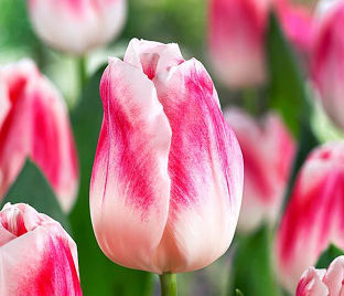 Тюльпан Плеже (Tulipa Pleasure) — фото 1