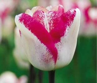 Тюльпан Плейгёрл (Tulipa Playgirl)