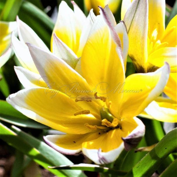 Тюльпан поздний / волосистотычинковый (Tulipa tarda dasystemon) — фото 1