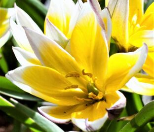 Тюльпан поздний / волосистотычинковый (Tulipa tarda dasystemon) — фото 1