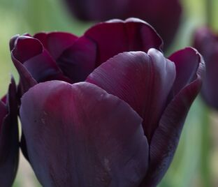 Тюльпан Пол Шерер (Tulipa Paul Scherer) — фото 1