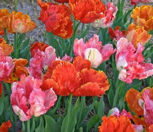 Тюльпан попугайный Микс (Tulipa Parrot Mix) — фото 1