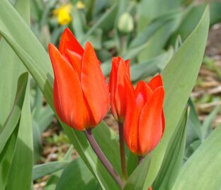 Тюльпан превосходящий ван Туберген Вэрайети (Tulipa Praestans Van Tubergen'S Variety) — фото 1