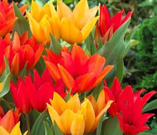Тюльпан превосходящий Микс (Tulipa Praestans Mix)