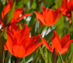 Тюльпан превосходящий Цваненбург (Tulipa praestans Zwanenburg)