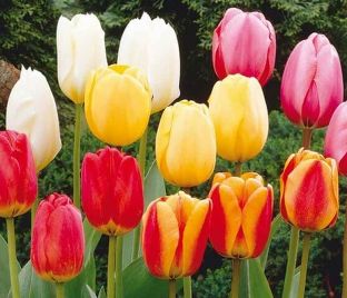 Тюльпан Примавера Микс (Tulipa Primavera Mix) — фото 1