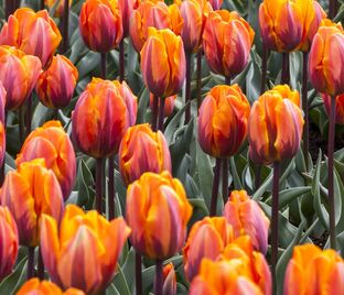 Тюльпан Принцесс Ирен (Tulipa Prinses Irene) — фото 1