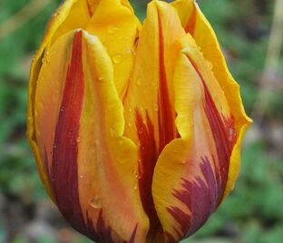 Тюльпан Принцесс Маргрит (Tulipa Prinses Margriet)