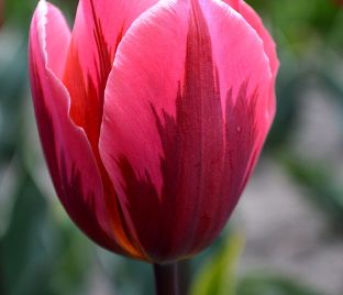 Тюльпан Притти Принцесс (Tulipa Pretty Princess) — фото 1