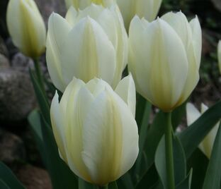 Тюльпан Пуриссима (Tulipa Purissima)