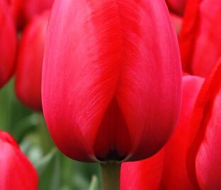 Тюльпан Ред Импрешн (Tulipa Red Impression) — фото 1