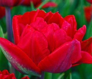 Тюльпан Ред Принцесс (Tulipa Red Princess) — фото 1