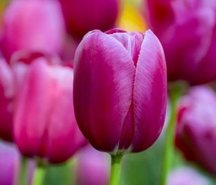 Тюльпан Ренаун (Tulipa Renown)
