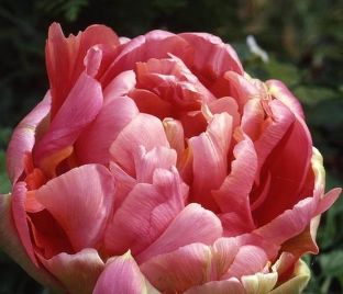 Тюльпан Ренаун Юник (Tulipa Renown Unique)