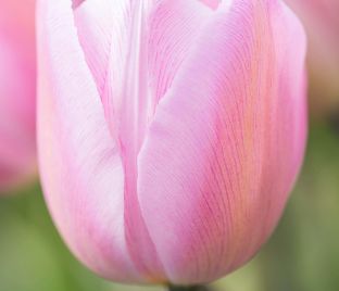 Тюльпан Розали (Tulipa Rosalie) — фото 1
