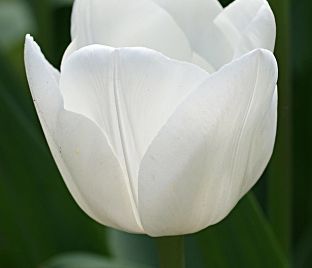 Тюльпан Ройал Вирджин (Tulipa Royal Virgin) — фото 1
