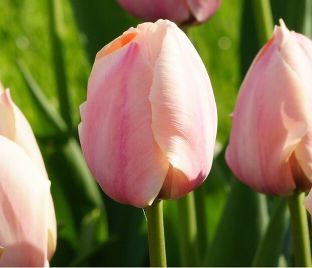 Тюльпан Салмон ван Эйк (Tulipa Salmon van Eijk) — фото 1