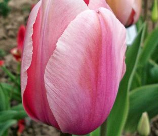Тюльпан Салмон Импрешен (Tulipa Salmon Impression)