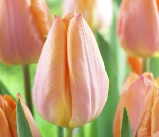 Тюльпан Салмон Принс (Tulipa Salmon Prince)