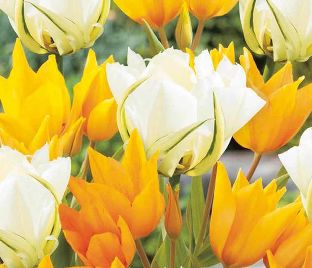 Тюльпан Санбас (Tulipa Sunbath)