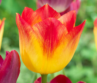 Тюльпан Санкэтчер (Tulipa Suncatcher) — фото 1