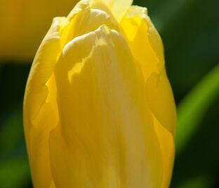 Тюльпан Санни Принс (Tulipa Sunny Prince) — фото 1