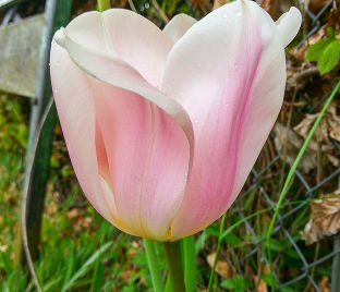 Тюльпан Свит Импрэшн (Tulipa Sweet Impression)