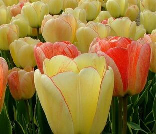 Тюльпан Силверстрим (Tulipa Silverstream) — фото 1