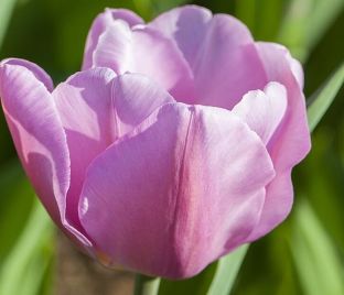 Тюльпан Синаеда Амор (Tulipa Synaeda Amor) — фото 1