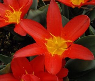 Тюльпан Скарлет Беби (Tulipa Scarlet Baby) — фото 1