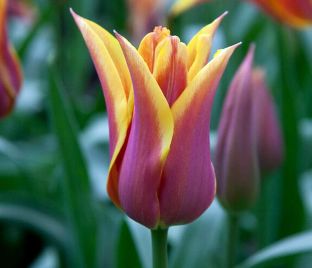 Тюльпан Соннет (Tulipa Sonnet) — фото 1