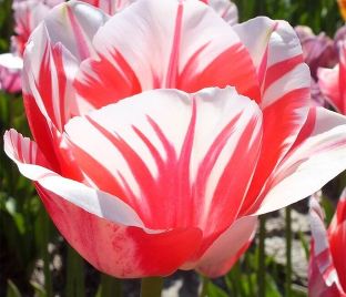 Тюльпан Сорбет (Tulipa Sorbet) — фото 1