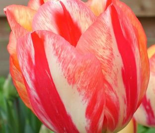 Тюльпан Спринг Брейк (Tulipa Spryng Break)