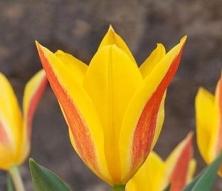 Тюльпан Стреза (Tulipa Stresa)