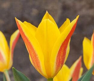 Тюльпан Стреза (Tulipa Stresa) — фото 1