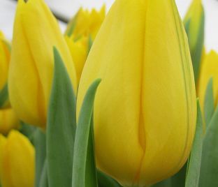 Тюльпан Стронг Голд (Tulipa Strong Gold) — фото 1
