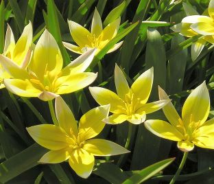 Тюльпан тарда (Tulipa tarda) — фото 1