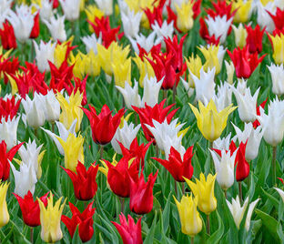 Тюльпан Тре Шик Фестиваль Микс (Tulipa Tres Chic Festival Mix) — фото 1