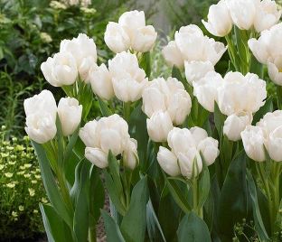 Тюльпан Триумф Белый (Tulipa Triumph White) — фото 1