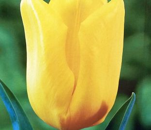 Тюльпан Триумф Жёлтый (Tulipa Triumph Yellow) — фото 1