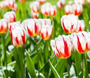 Тюльпан Триумф Красно-белый (Tulipa Triumph Red-White)