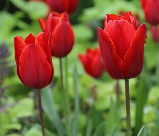 Тюльпан Триумф Красный (Tulipa Triumph Red) — фото 1