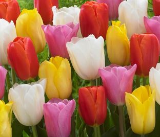 Тюльпан Триумф Микс (Tulipa Triumph Mix) — фото 1