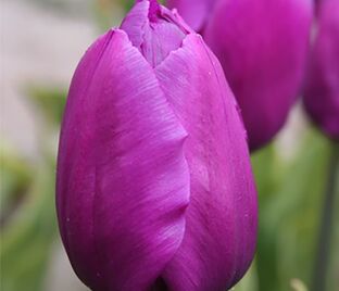 Тюльпан Триумф Пёрпл (Tulipa Triumph Purple) — фото 1