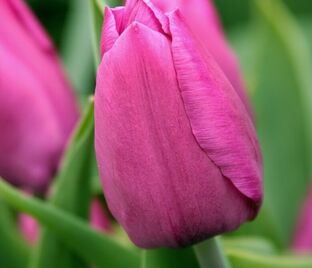 Тюльпан Триумф Розовый (Tulipa Triumph Pink) — фото 1