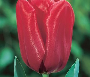 Тюльпан Седов (Tulipa Seadov)