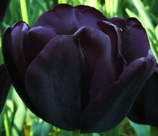 Тюльпан Триумф Чёрный (Tulipa Triumph Black) — фото 1