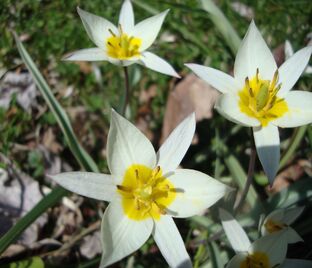 Тюльпан Туркестаника (Tulipa turkestanica)