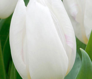 Тюльпан Уайт Принс (Tulipa White Prince) — фото 1