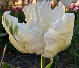 Тюльпан Уайт Пэррот (Tulipa White Parrot)